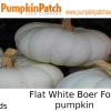 Flat White Boer Ford pumpkin seeds