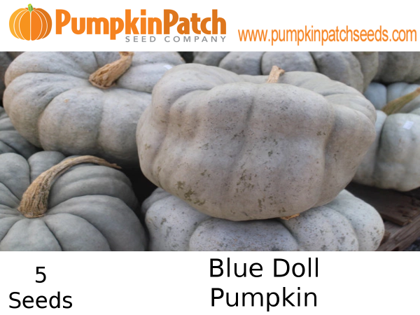 Blue Doll Pumpkin Seeds