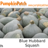 Blue Hubbard Squash Seeds