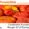 Cinderella Pumpkin Seeds