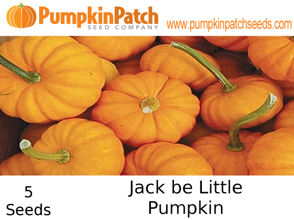 Jack be Little Pumpkin Seeds