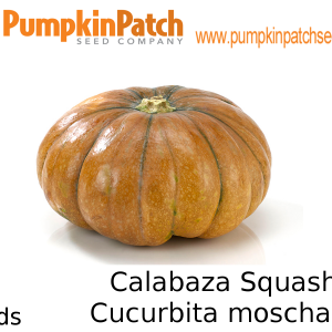 Calabaza Squash Seeds
