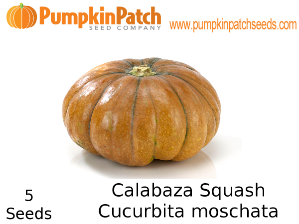 Calabaza Squash Seeds