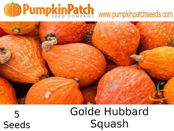 Golden Hubbard Squash Seeds