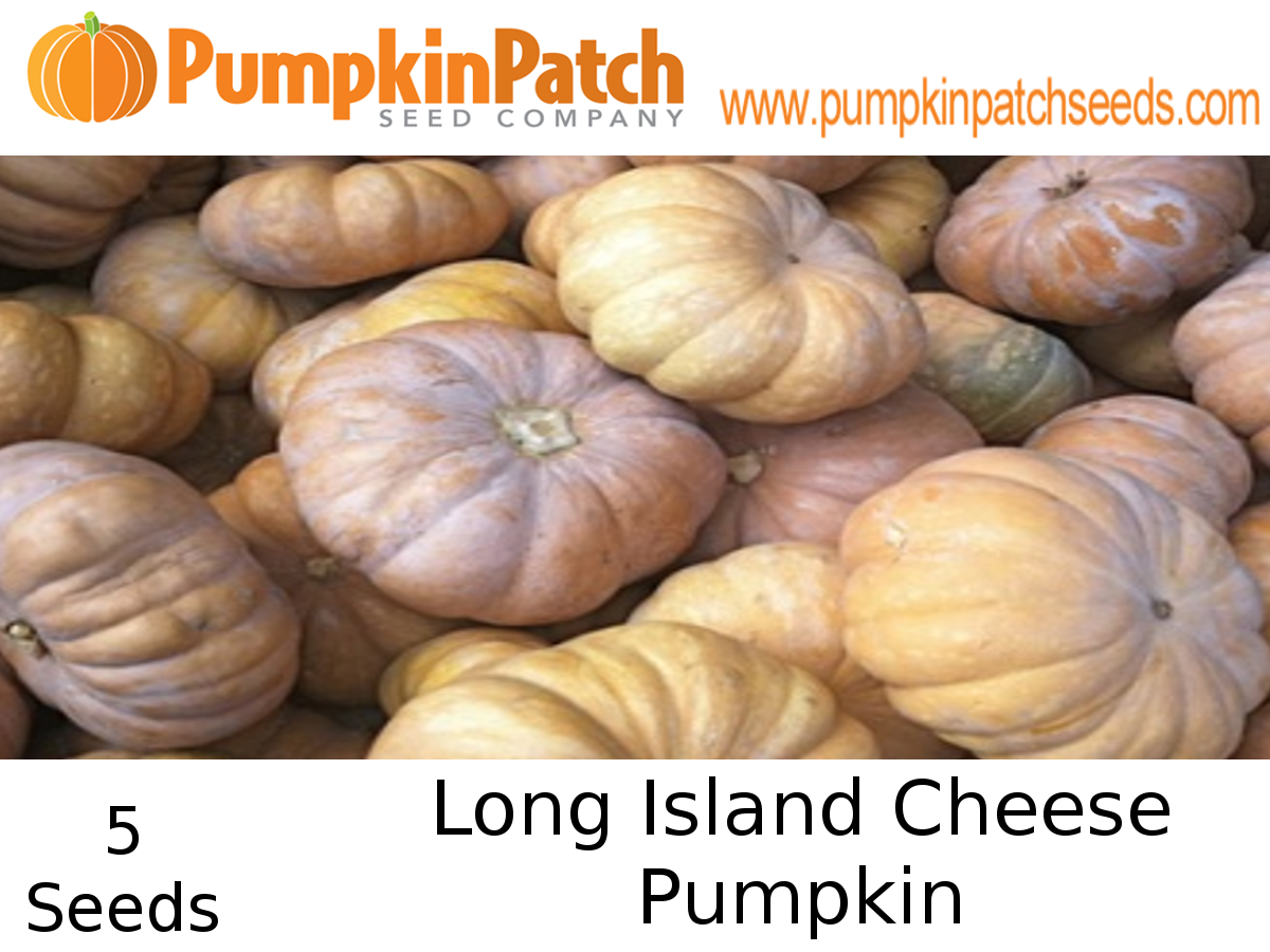 Long Island Cheese Pumpkin Seeds