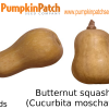Butternut squash (Cucurbita moschata) Seeds - 5 Seeds