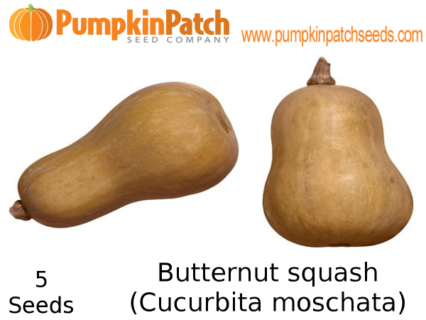 Butternut squash (Cucurbita moschata) Seeds - 5 Seeds