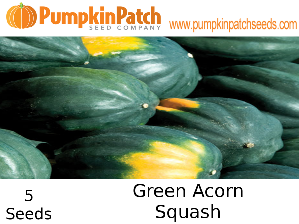 Green Acorn squash seeds