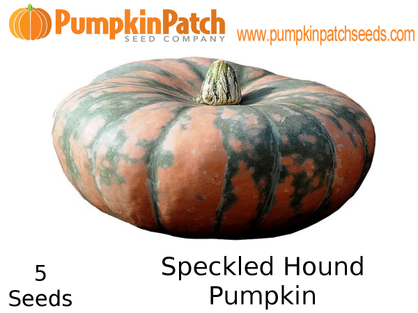 Speckled Hound Pumpkin - 5 Seeds