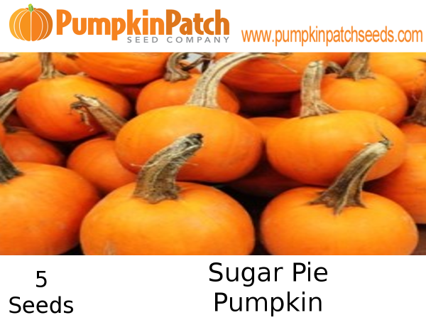 Sugar Pie Pumpkin seeds