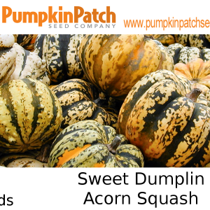 Sweet Dumplin Acorn Squash seeds for sale