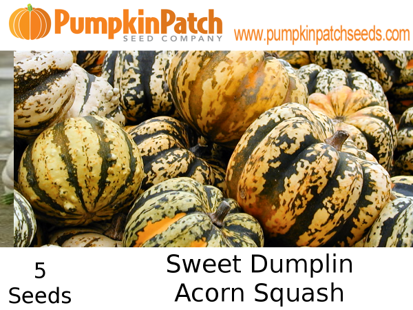 Sweet Dumplin Acorn Squash seeds for sale
