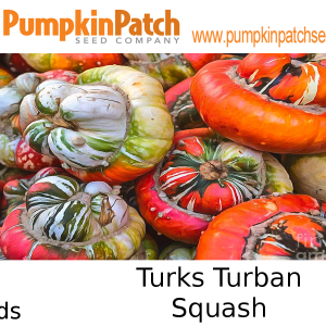 Turks Turban squash seeds for sale
