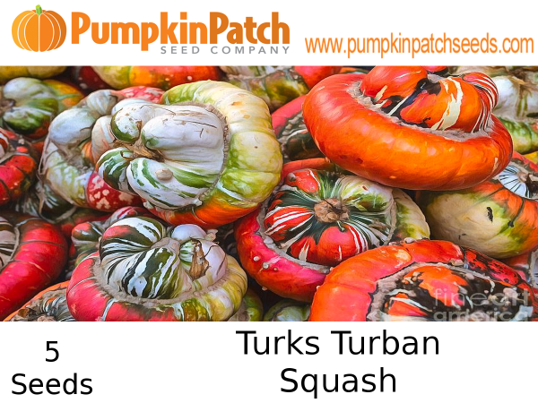 Turks Turban squash seeds for sale