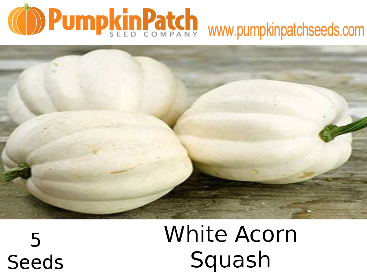 White Acorn squash seeds for sale